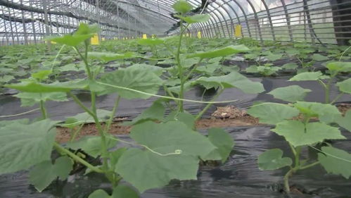 新乡延津县 产业引领，项目带动，铺就乡村振兴新“粮”道