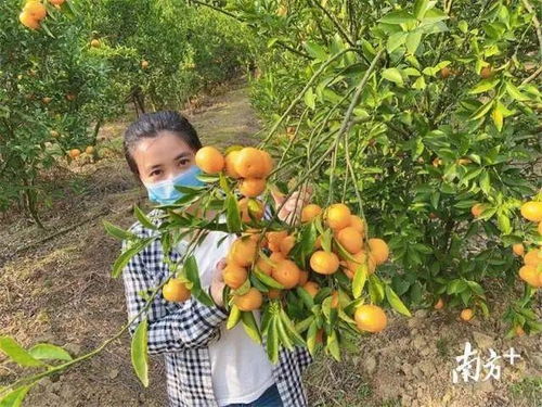 惠城芦洲90后扶贫专干变身“网红主播”，直播带货助力农副产品畅销